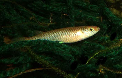 Aphyosemion elegans