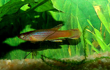 Aphyosemion celiae winifredae