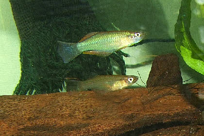 Procatopus nototaenia 