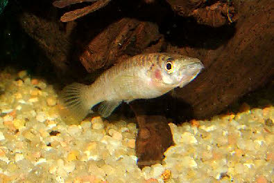 Epiplatys sp. Malele Pointe Noire RDCC 12