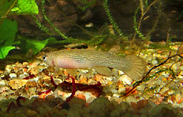 Anablepsoides elongatus