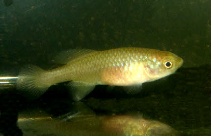 Nothobranchius rubroreticulatus