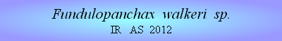 Fundulopanchax  walkeri  sp.
IR   AS  2012


