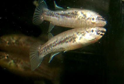 Epiplatys chevalieri