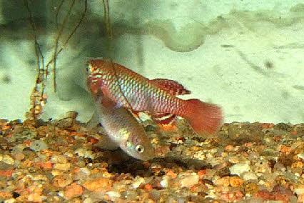 Nothobranchius flammicomanti Nothobranchius flammicomanti