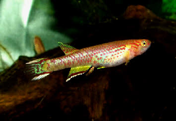 Aphyosemion sp. M'banque Aphyosemion sp. M'banque