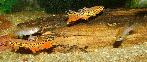 Fundulopanchax  kribianus