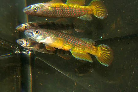 Epiplatys sp.sindara