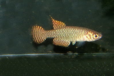 Notholebias vermiculatus