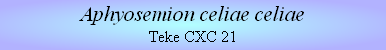Aphyosemion celiae celiae
Teke CXC 21