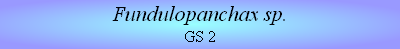 Fundulopanchax sp.
GS 2