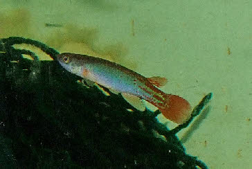 Anablepsoides erberi