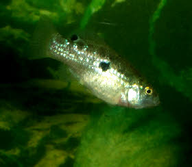 Jordanella floridae Jordanella floridae