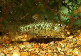 Cyprinodon eremus