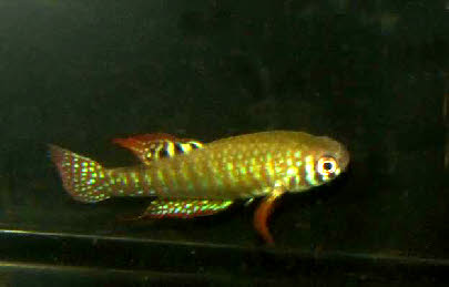 Simpsonichthys zonatus