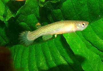 Anablepsoides elongatus