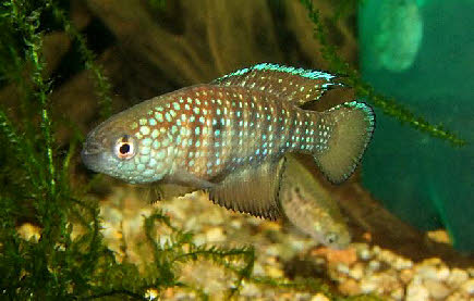 Hypsolebias notatus