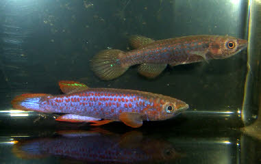 Epiplatys lamottei