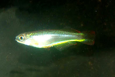 Platataplochilus  sp. poku