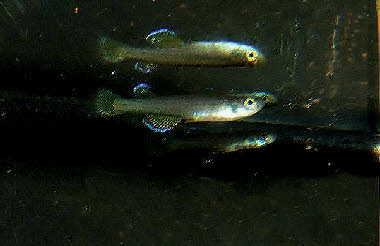 Foerschichthys flavipinnis