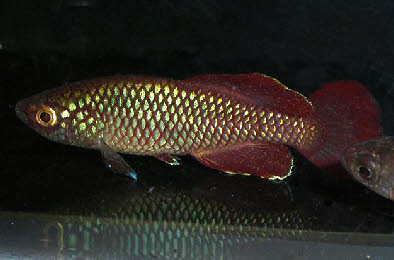 Nothobranchius korthausae