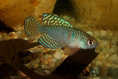 Hypsolebias magnificus