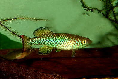 Nothobranchius southern Kenya