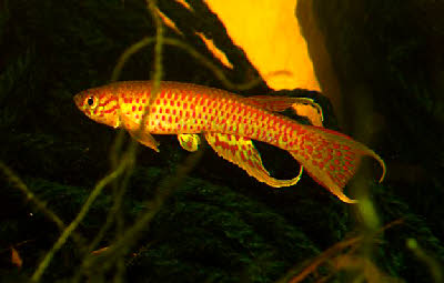 Aphyosemion elegans