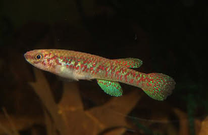Aphyosemion buytaerti