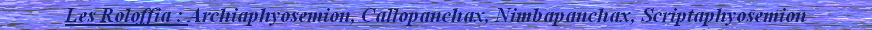 Les Roloffia : Archiaphyosemion, Callopanchax, Nimbapanchax, Scriptaphyosemion