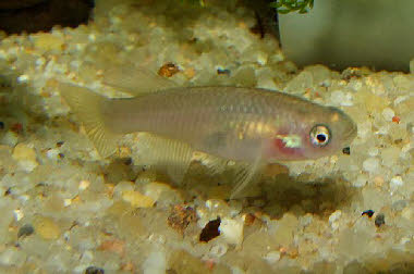 Nothobranchius kadleci