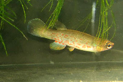 Rivulus berovidesi 