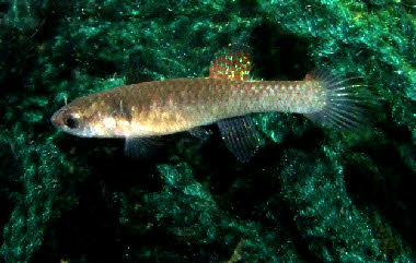 Diapteron cyanostictum