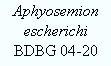 Aphyosemion escherichi
BDBG 04-20