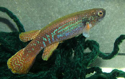 Laimosemion geayi Laimosemion geayi