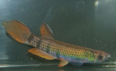Epiplatys infrafasciatus du groupe Epiplatys sexfasciatus