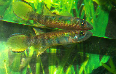 Epiplatys infrafasciatus rathkei