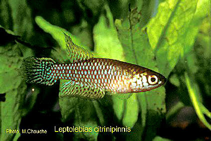 Leptolebias citrinipinnis