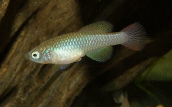 Nothobranchius foerschi