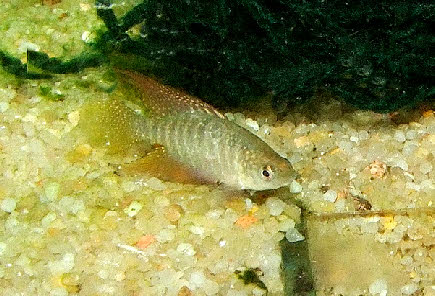 Hypsolebias radiseriatus