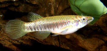 Epiplatys olbrechtsi