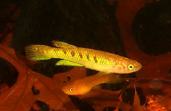 Nimbapanchax jeanpoli Nimbapanchax jeanpoli