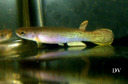 Cynodonichthys(Rivulus)montium