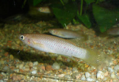 Epiplatys sp coyah