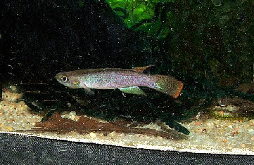 Cynodonichthys azurescens 