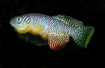 Nothobranchius furzeri