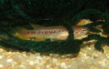 Scriptaphyosemion cauveti