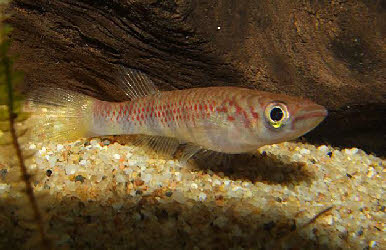 Epiplatys infrafasciatus rathkei