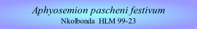 Aphyosemion pascheni festivum
Nkolbonda  HLM 99-23
