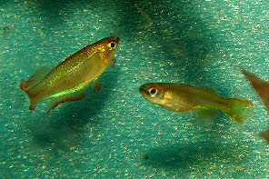 Plataplochilus mimus Plataplochilus mimus